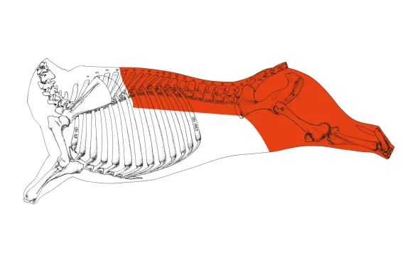 Hindquarter Pistol Cut – 8 Ribs - Obraz 6