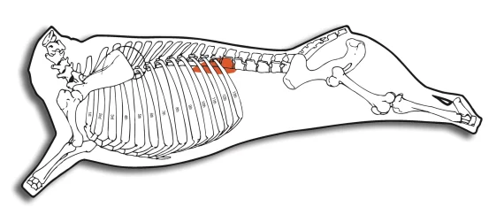 Diaphragm Lumbar Portion (Hanging Tender) - Image 9