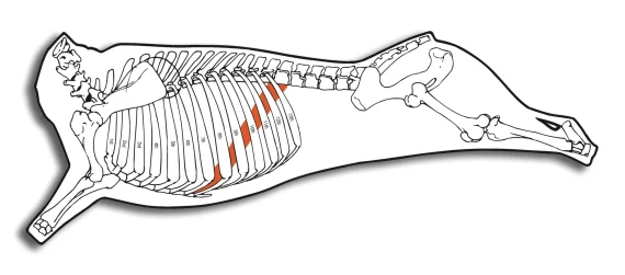 Diaphragm Rib Portion (Skirt Steak) - Image 3