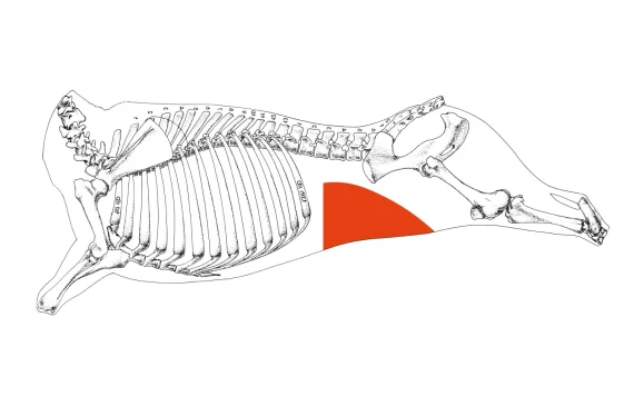 Flank - Image 5