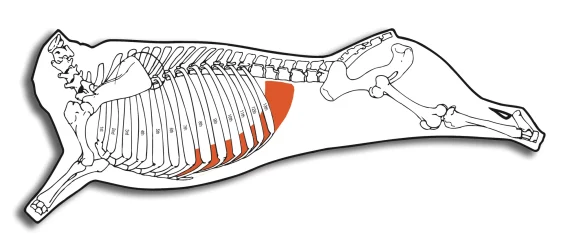 Diaphragm Muscle Portion - Image 3