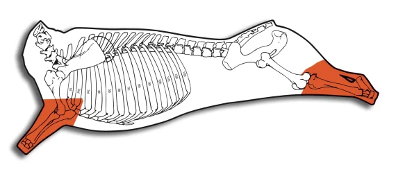 Shank, Shin and Foreshank Bone-in - Image 7