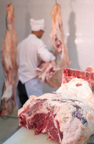 Praca zespołowa rzeźnika krojenie surowego mięsa wiszącego w chłodni. Bydło krojone i wieszane na haku w rzeźni, przemysł mięsny, wołowina Wagyu